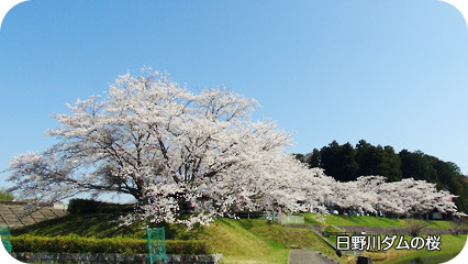 日野川ダムの桜