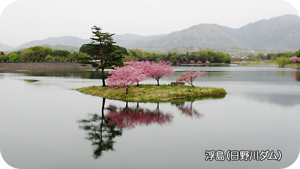 日野川ダムの八重桜